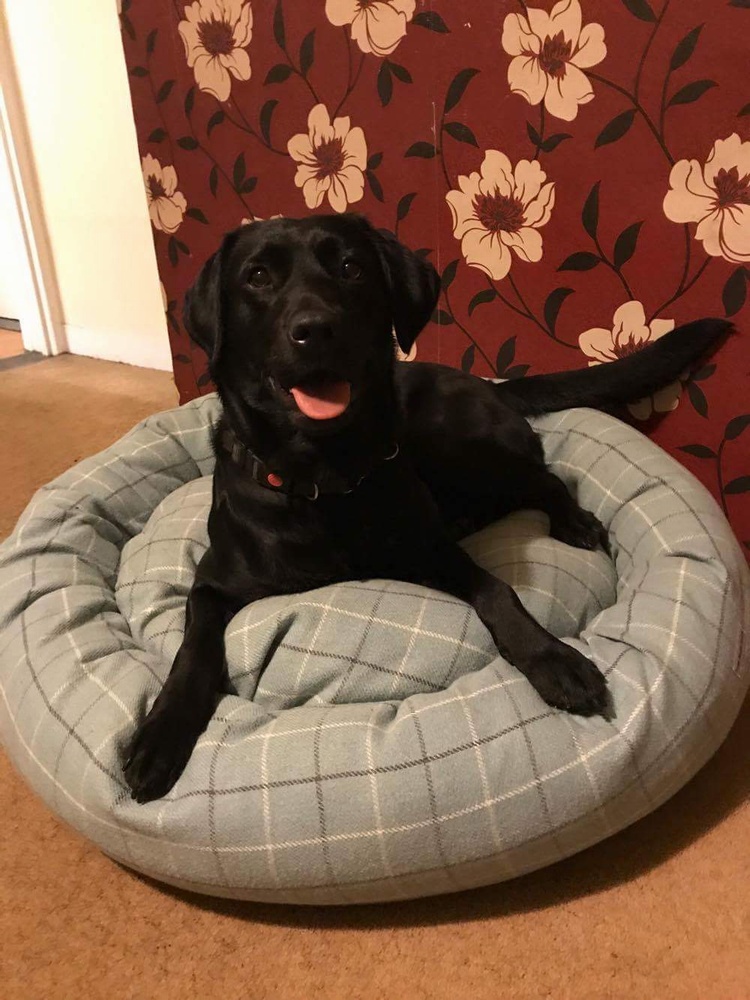 TEAL LOVES HER NEW BED!
